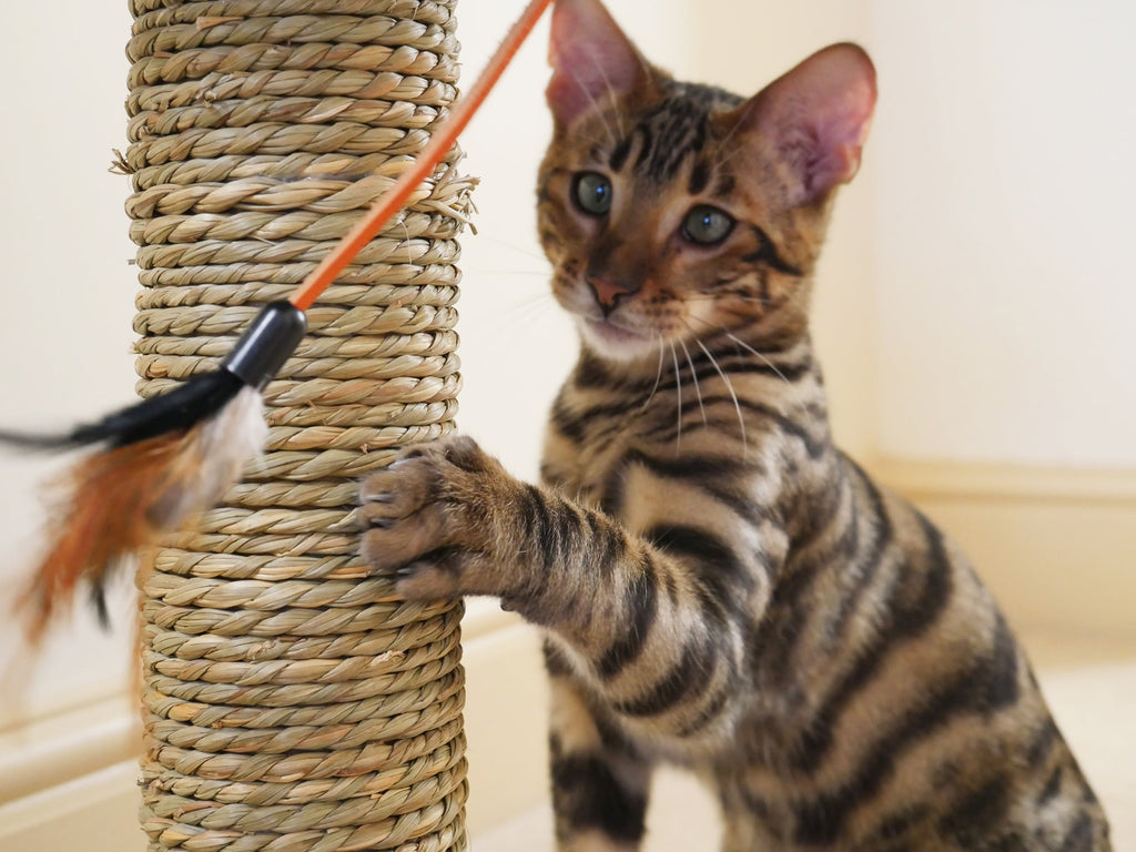 Rosewood Oregano Cat Scratcher