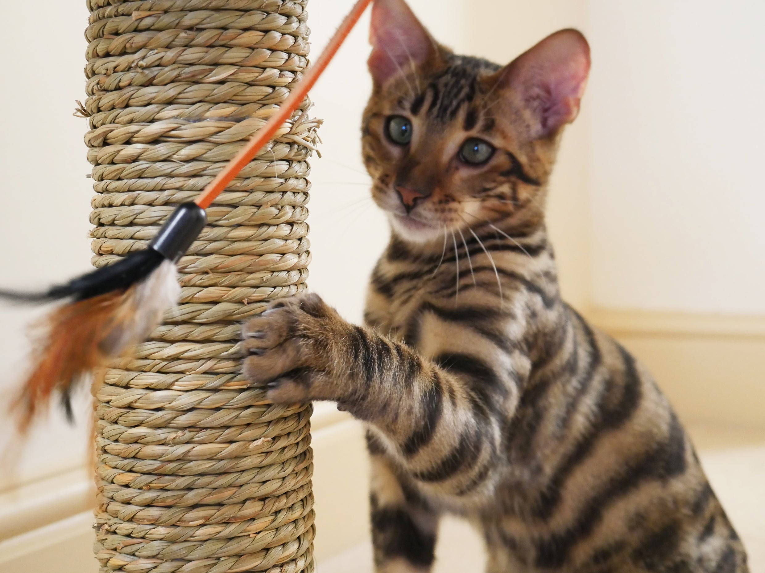 Rosewood Oregano Cat Scratcher