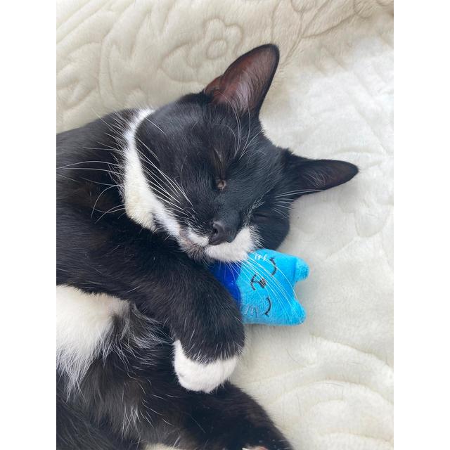 Battersea Catnip Cat Toy Set (3 Pack)