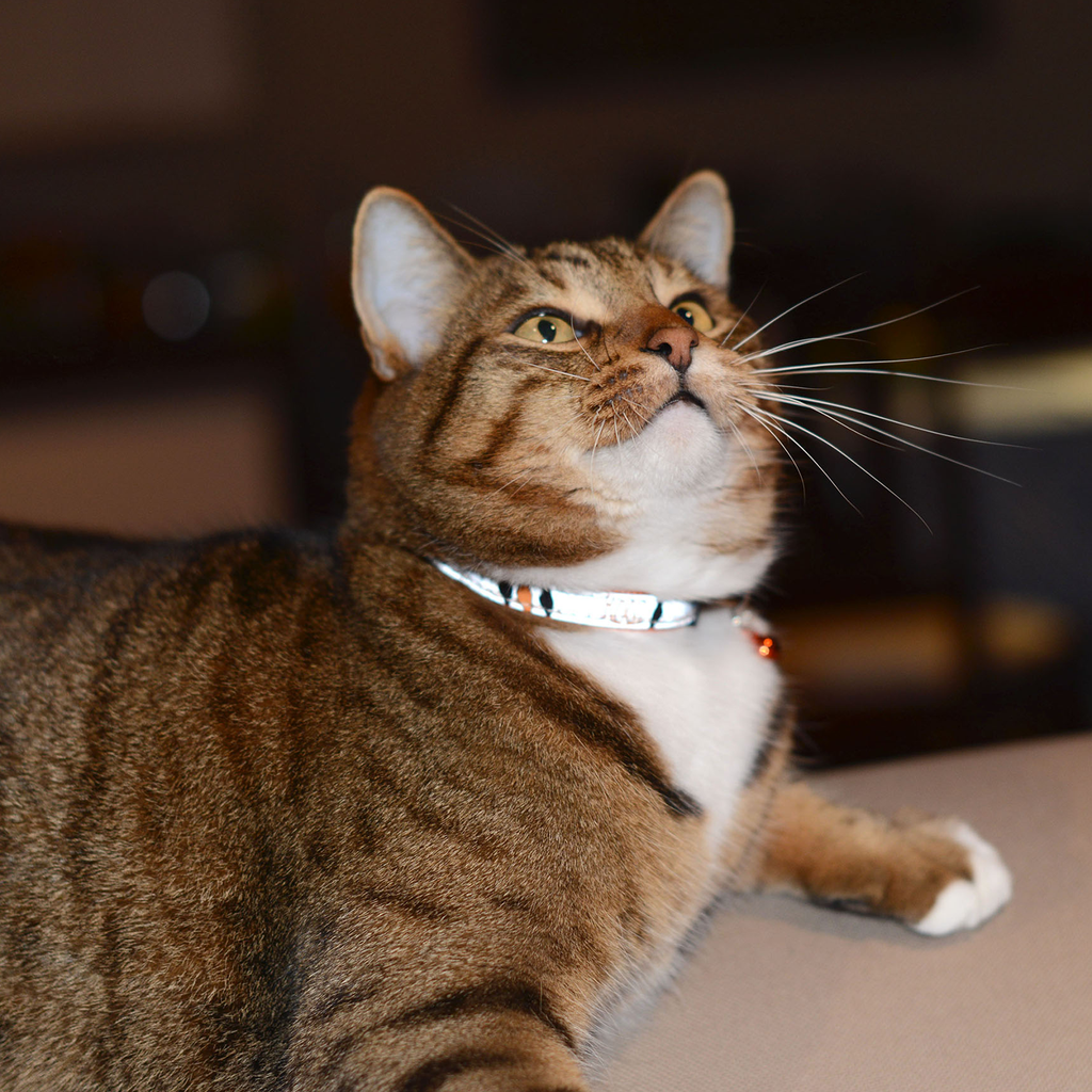 ROGZ NightCat Reflective Safeloc Breakaway Collar