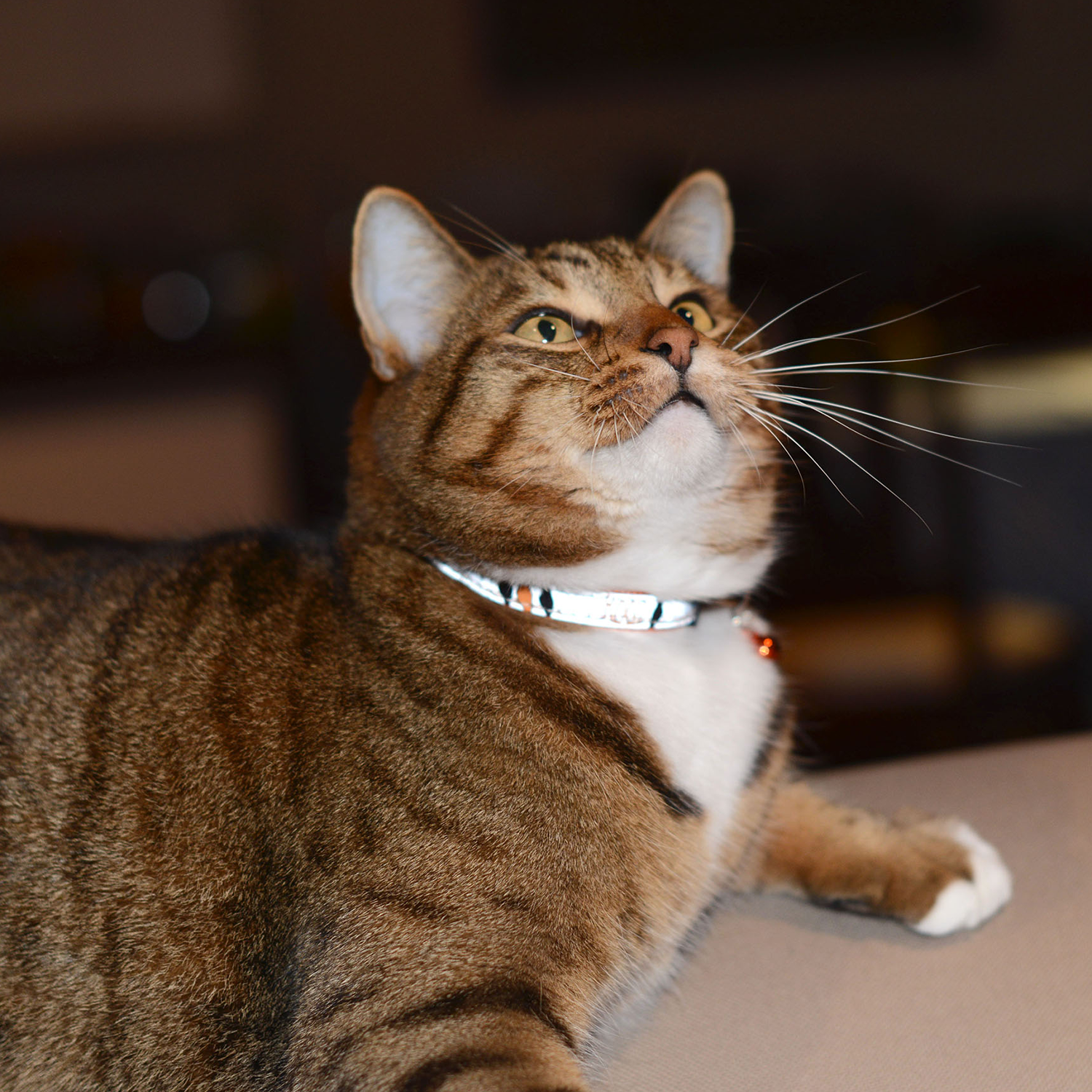 ROGZ NightCat Reflective Safeloc Breakaway Collar