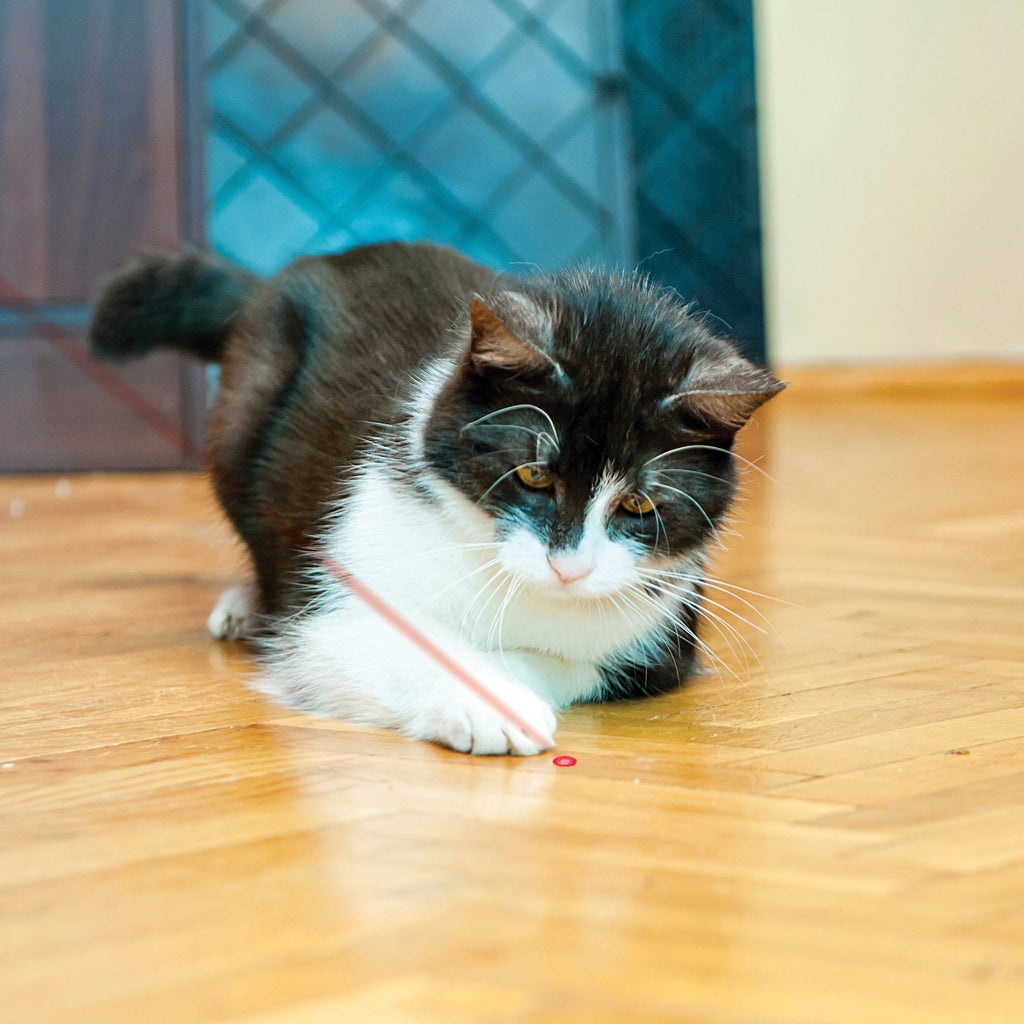 KONG Cat Laser Toy - lifestyle