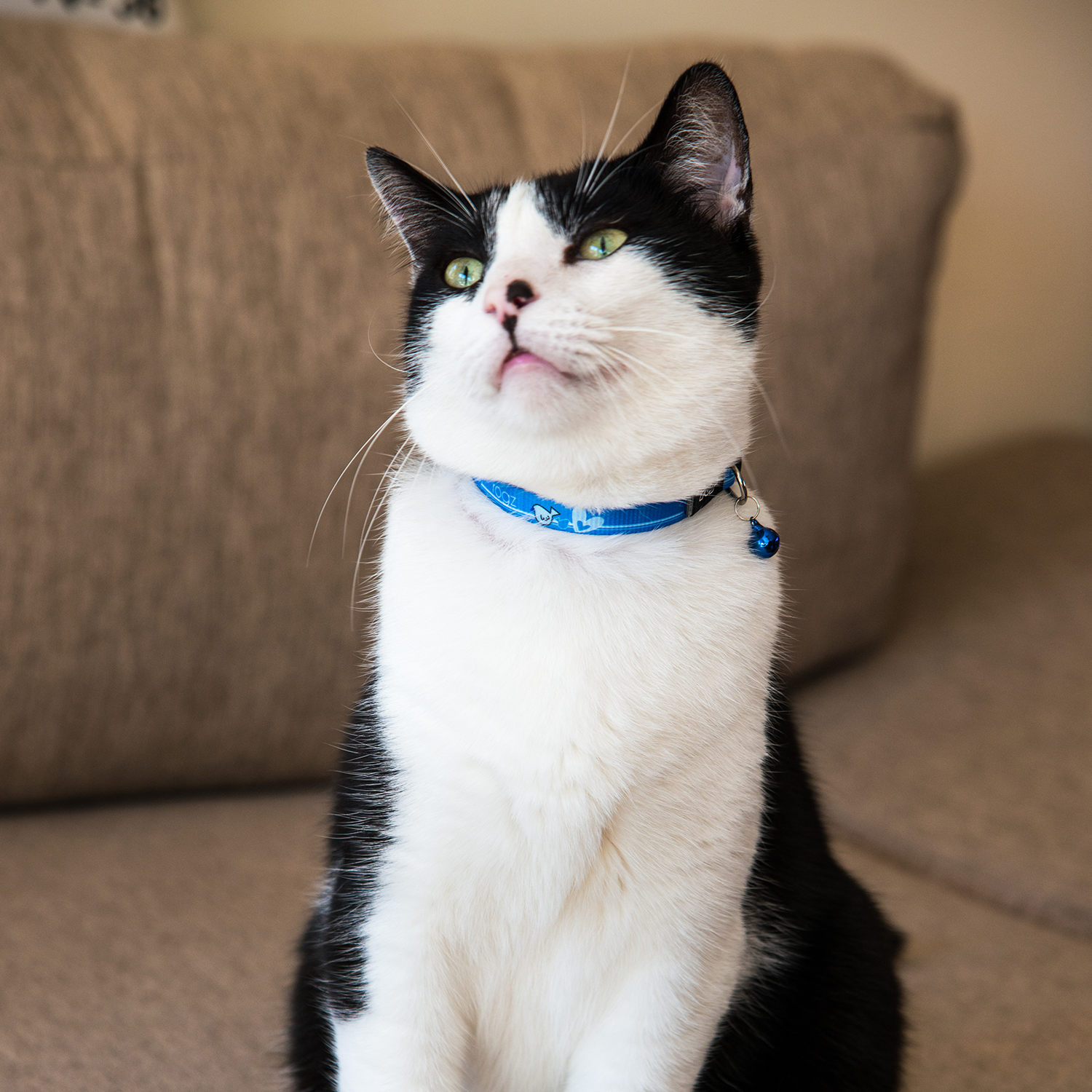 ROGZ KiddyCat Safeloc Breakaway Collar