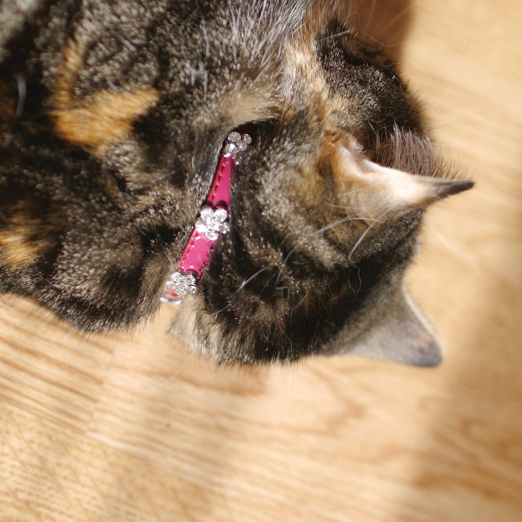 Rosewood  Cat Collar Damson