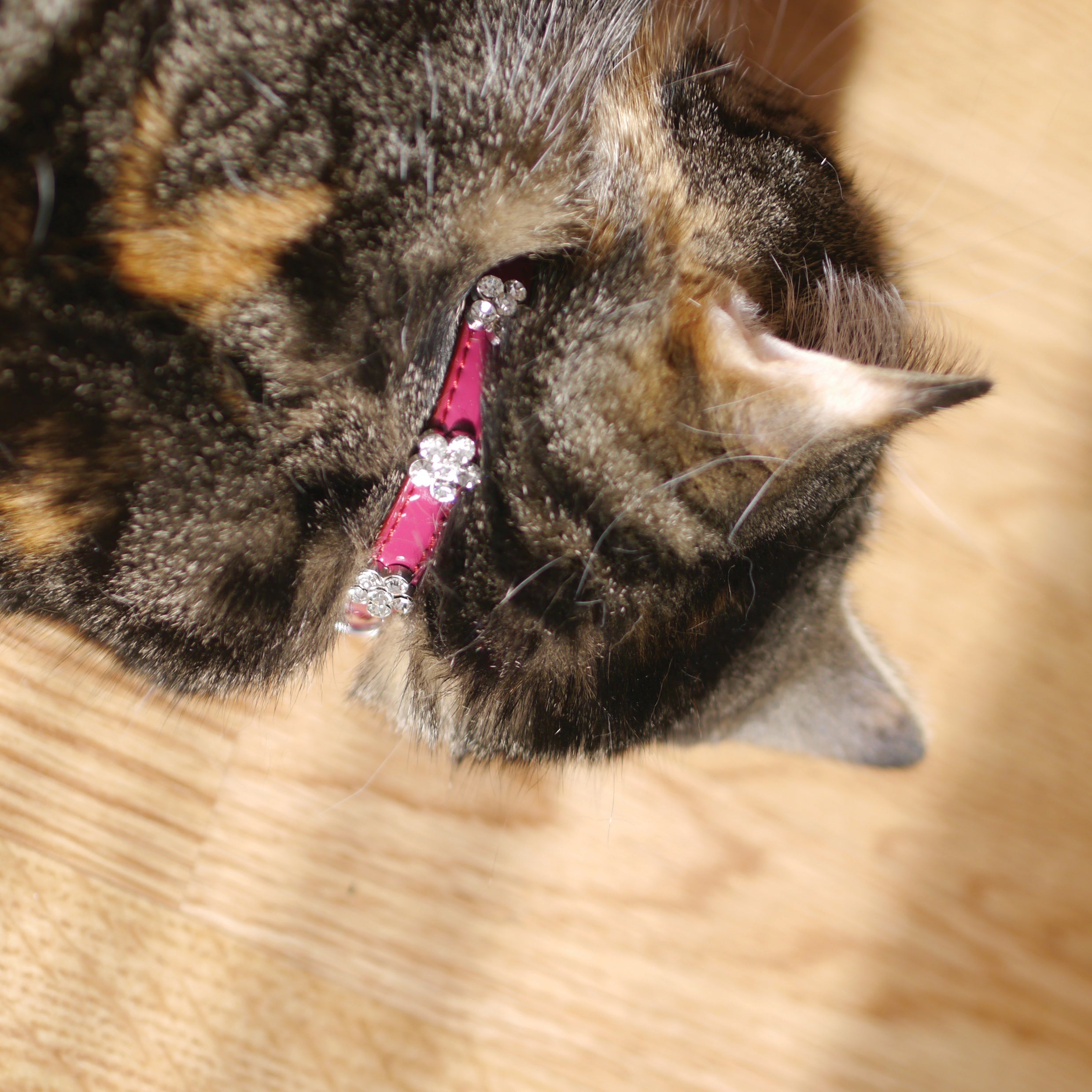 Rosewood  Cat Collar Damson