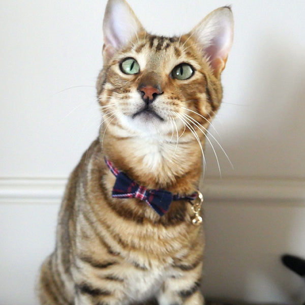 Rosewood Cat Collar Navy & Red Tartan