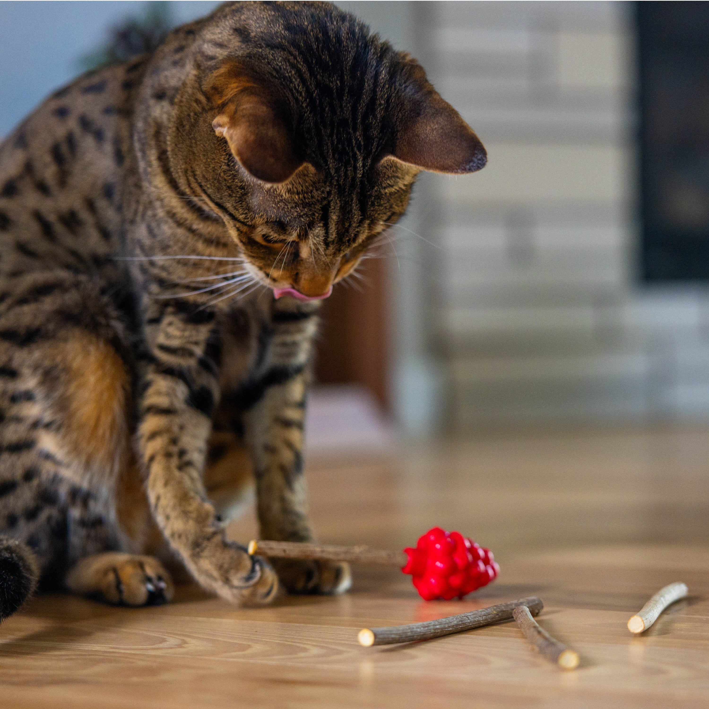 Catstages Dental Raspberry Silvervine Teether